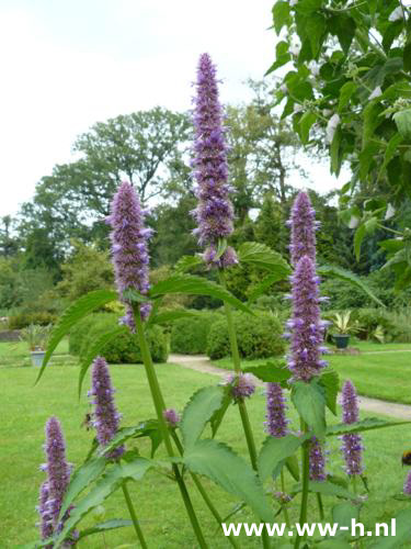 Agastache foeniculum - Klik op de afbeelding om het venster te sluiten